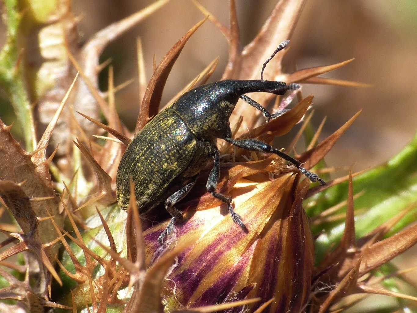 Curculionidae su cardo (non  il solito Larinus)